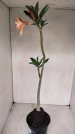 Planta Dobrada 3364 – 35cm – 03 anos - Imagem 6