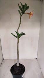 Planta Dobrada 3364 – 35cm – 03 anos - Imagem 5