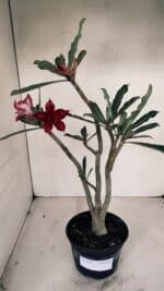 Planta Dobrada 3365 – 35cm – 03 anos - Imagem 2