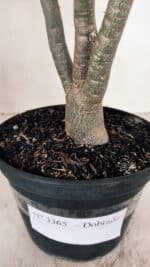 Planta Dobrada 3365 – 35cm – 03 anos - Imagem 7