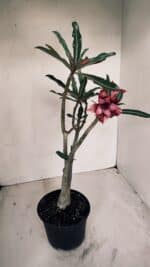 Planta Dobrada 3365 – 35cm – 03 anos - Imagem 4