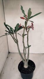 Planta Dobrada 3365 – 35cm – 03 anos - Imagem 6