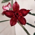 Planta Dobrada 3365 – 35cm – 03 anos