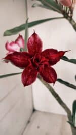 Planta Dobrada 3365 – 35cm – 03 anos