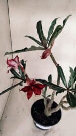 Planta Dobrada 3365 – 35cm – 03 anos - Imagem 5