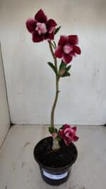 Planta Dobrada 3366 – 35cm – 03 anos - Imagem 2