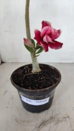 Planta Dobrada 3366 – 35cm – 03 anos - Imagem 5