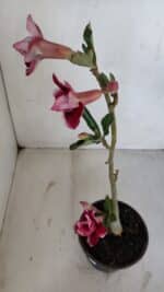 Planta Dobrada 3366 – 35cm – 03 anos - Imagem 7