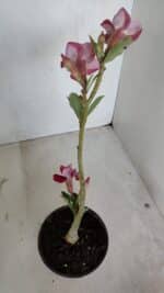 Planta Dobrada 3366 – 35cm – 03 anos - Imagem 6