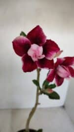 Planta Dobrada 3366 – 35cm – 03 anos