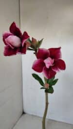 Planta Dobrada 3366 – 35cm – 03 anos - Imagem 4