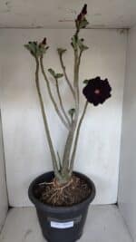 Planta Dobrada 3367 – 55cm – 05 anos - Imagem 2