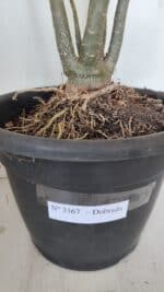 Planta Dobrada 3367 – 55cm – 05 anos - Imagem 8