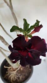 Planta Dobrada 3367 – 55cm – 05 anos - Imagem 4