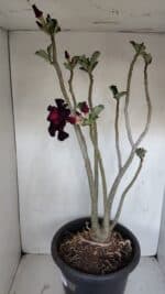 Planta Dobrada 3367 – 55cm – 05 anos - Imagem 7