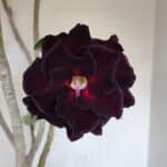 Planta Dobrada 3367 – 55cm – 05 anos