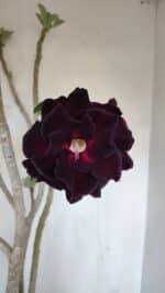 Planta Dobrada 3367 – 55cm – 05 anos