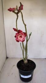 Planta Dobrada 3368 – 35cm – 03 anos - Imagem 2