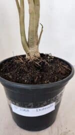 Planta Dobrada 3368 – 35cm – 03 anos - Imagem 6