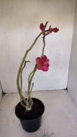 Planta Dobrada 3368 – 35cm – 03 anos - Imagem 5