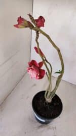 Planta Dobrada 3368 – 35cm – 03 anos - Imagem 4