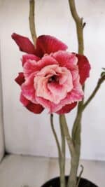 Planta Dobrada 3368 – 35cm – 03 anos