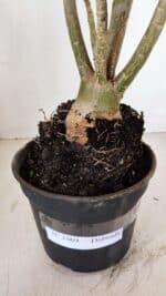 Planta Dobrada 3369 – 35cm – 03 anos - Imagem 6