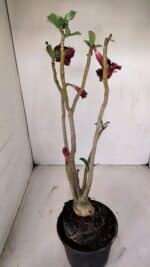 Planta Dobrada 3369 – 35cm – 03 anos - Imagem 5