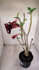 Planta Dobrada 3369 – 35cm – 03 anos - Imagem 4