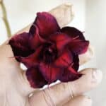 Planta Dobrada 3369 – 35cm – 03 anos