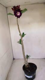 Planta Dobrada 3370 – 35cm – 03 anos - Imagem 2