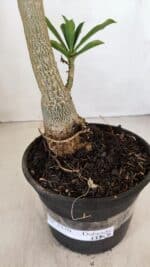 Planta Dobrada 3370 – 35cm – 03 anos - Imagem 5