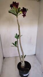 Planta Dobrada 3370 – 35cm – 03 anos - Imagem 4