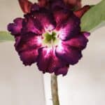 Planta Dobrada 3370 – 35cm – 03 anos