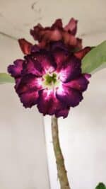 Planta Dobrada 3370 – 35cm – 03 anos