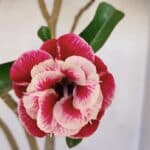 Planta Dobrada 3371 – 50cm – 04 anos