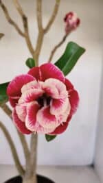 Planta Dobrada 3371 – 50cm – 04 anos