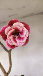 Planta Dobrada 3371 – 50cm – 04 anos - Imagem 4