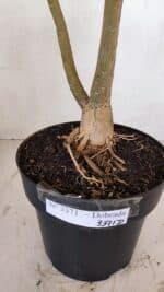 Planta Dobrada 3371 – 50cm – 04 anos - Imagem 7