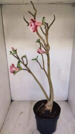 Planta Dobrada 3371 – 50cm – 04 anos - Imagem 6