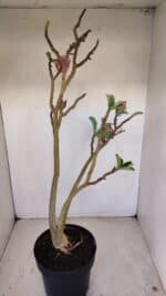 Planta Dobrada 3371 – 50cm – 04 anos - Imagem 5