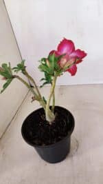 Planta Dobrada 3372 – 25cm – 02 anos - Imagem 7