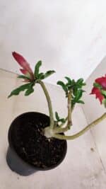 Planta Dobrada 3372 – 25cm – 02 anos - Imagem 6