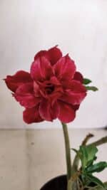 Planta Dobrada 3372 – 25cm – 02 anos - Imagem 4