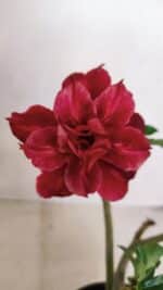 Planta Dobrada 3372 – 25cm – 02 anos