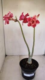 Planta Dobrada 3373 – 35cm – 03 anos - Imagem 2