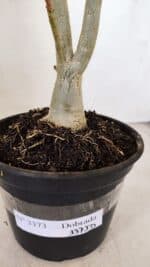 Planta Dobrada 3373 – 35cm – 03 anos - Imagem 6