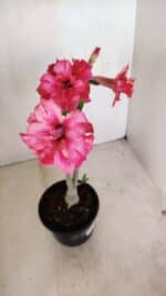 Planta Dobrada 3373 – 35cm – 03 anos - Imagem 4