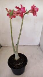 Planta Dobrada 3373 – 35cm – 03 anos - Imagem 5