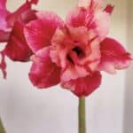 Planta Dobrada 3373 – 35cm – 03 anos